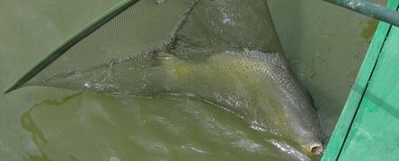 Moara Vlasiei 2 9 - 9 iun.